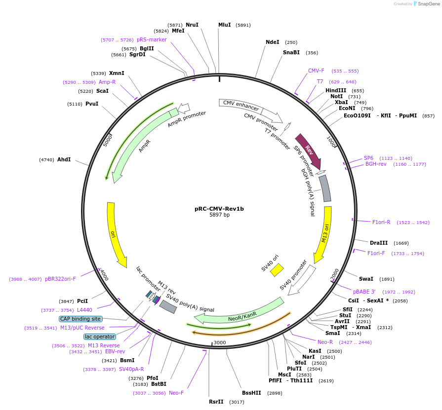 164443-plasmid-map-sequence-id-322377