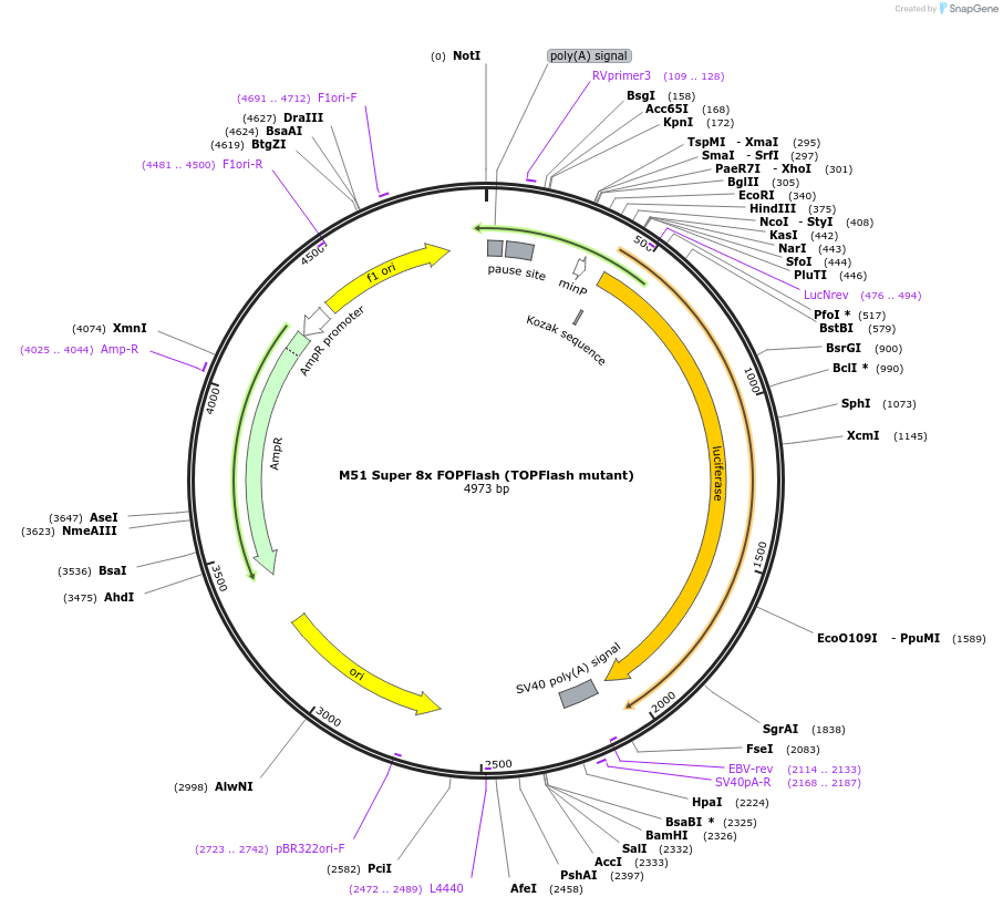 12457-plasmid-map-sequence-id-322378