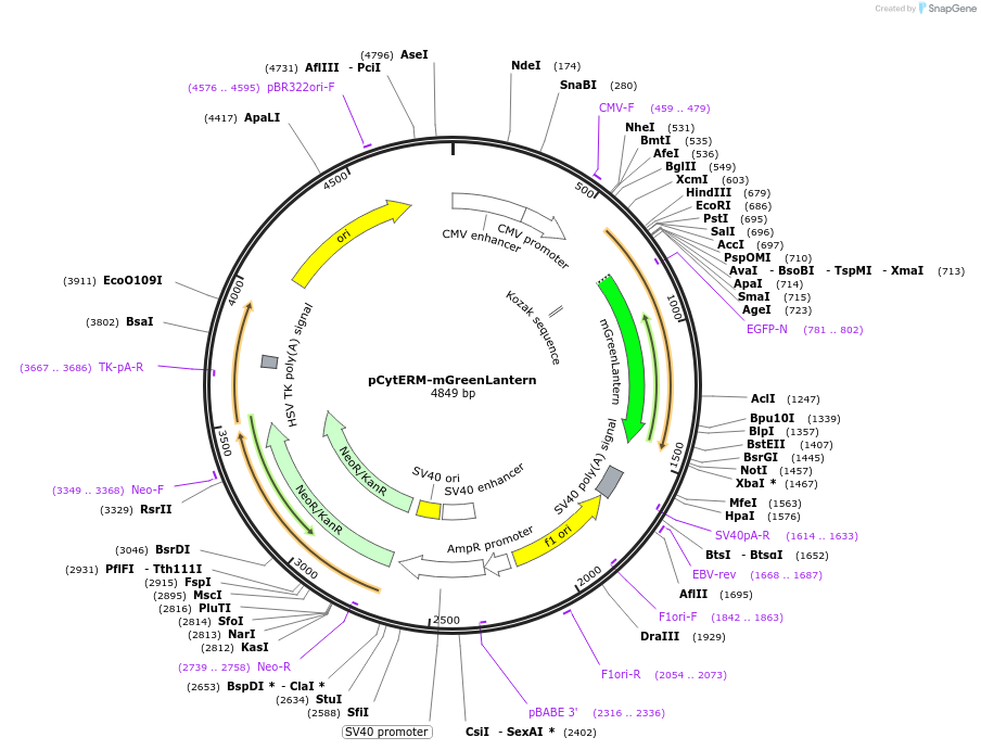 164467-plasmid-map-sequence-id-322379