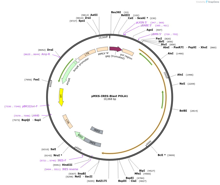 160807-plasmid-map-sequence-id-322383