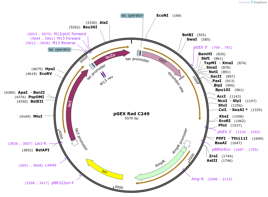11228-plasmid-map-sequence-id-322384