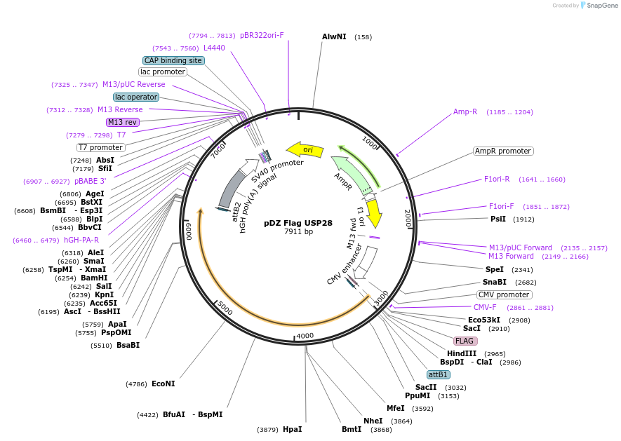 15665-plasmid-map-sequence-id-322389