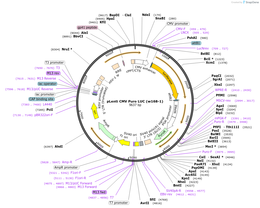 17477-plasmid-map-sequence-id-322391
