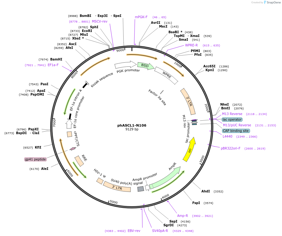 31781-plasmid-map-sequence-id-322392