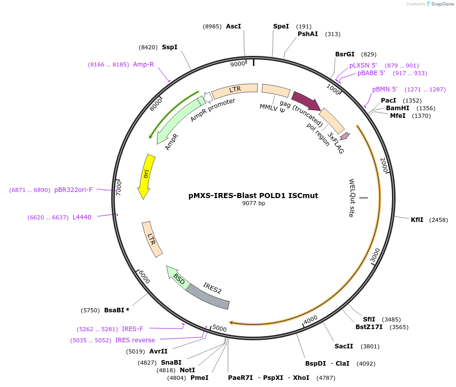 160806-plasmid-map-sequence-id-322394