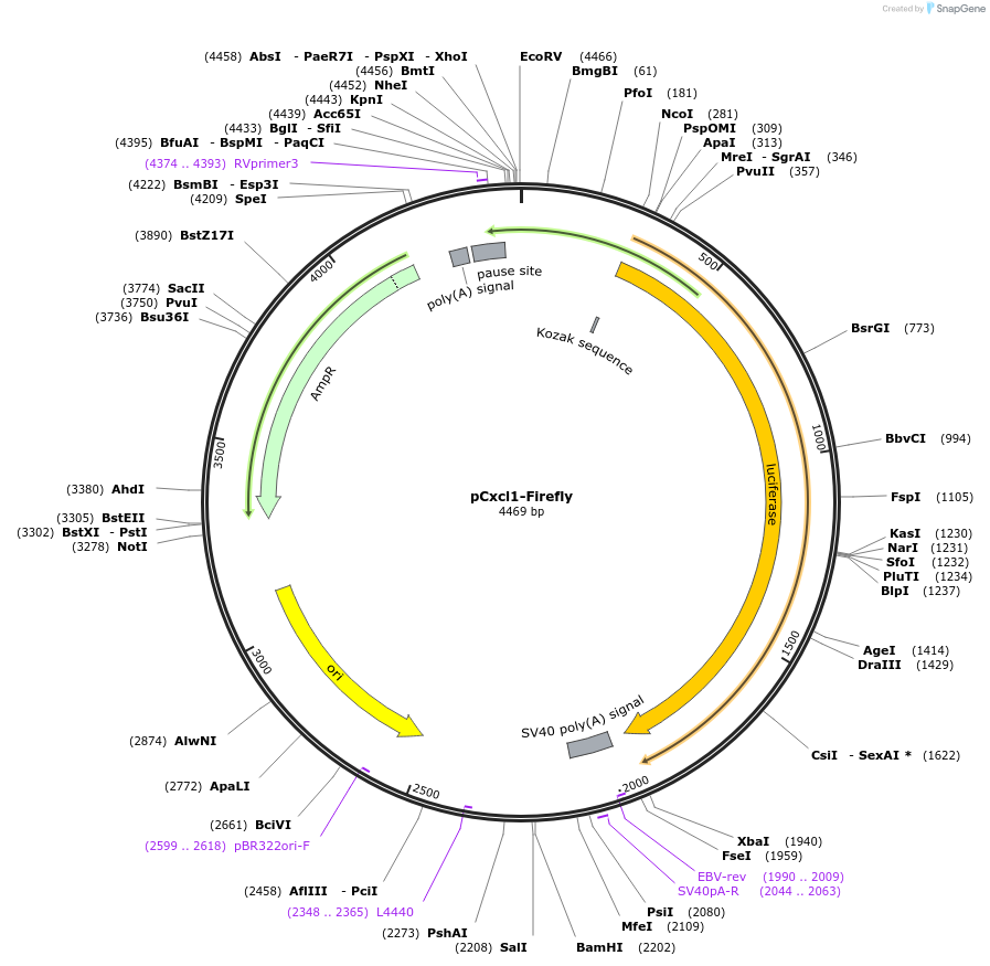 163896-plasmid-map-sequence-id-322396