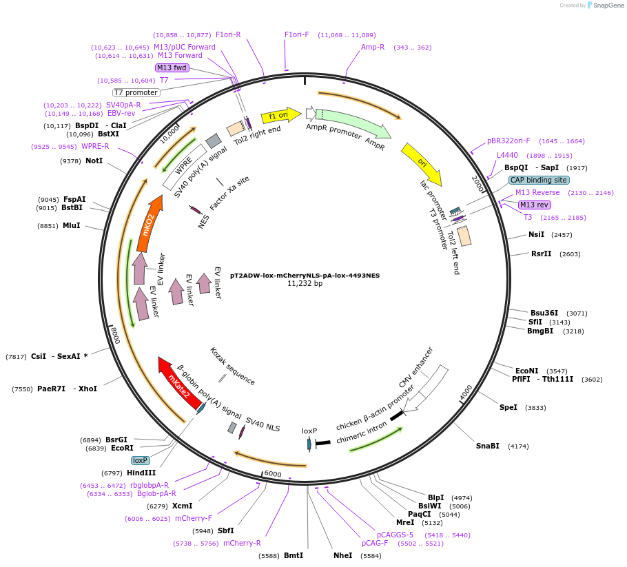 138374-plasmid-map-sequence-id-322399