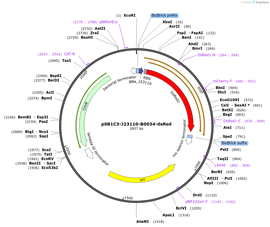 160449-plasmid-map-sequence-id-322402