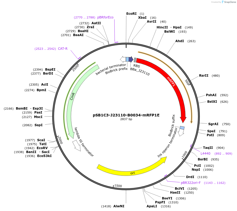 160442-plasmid-map-sequence-id-322405