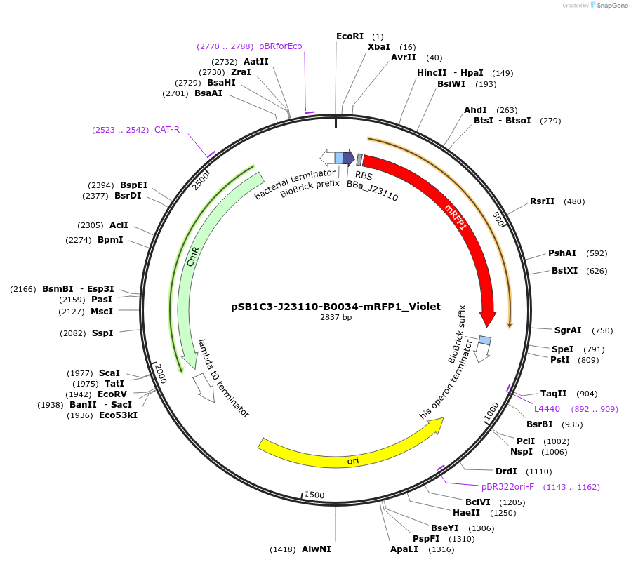 160447-plasmid-map-sequence-id-322406