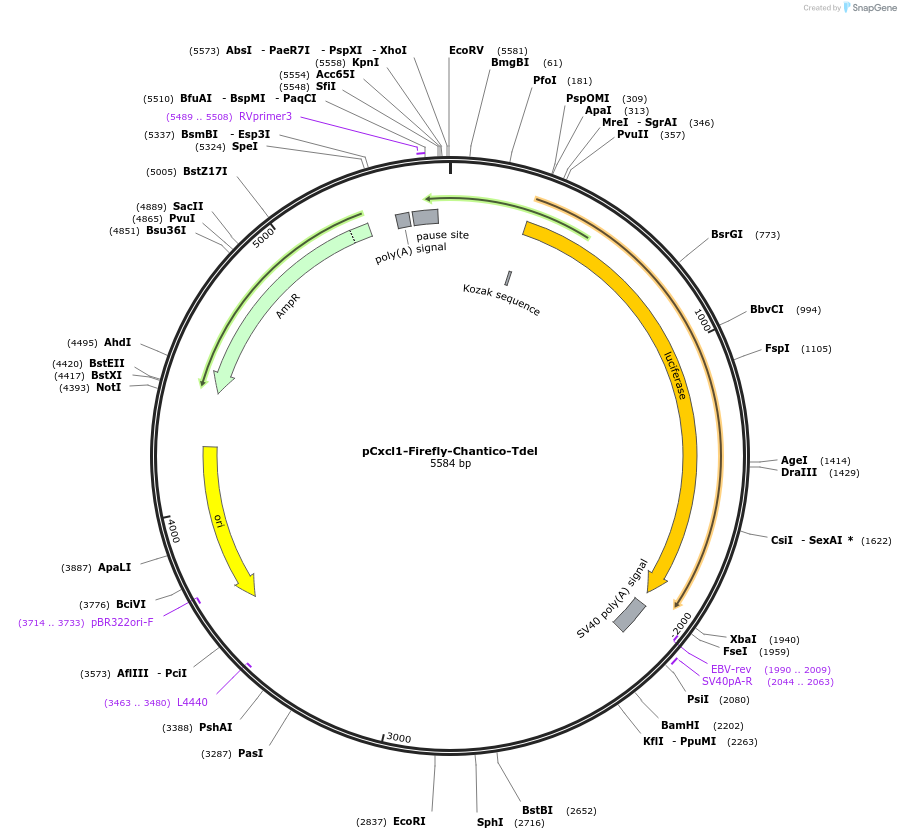 163900-plasmid-map-sequence-id-322407