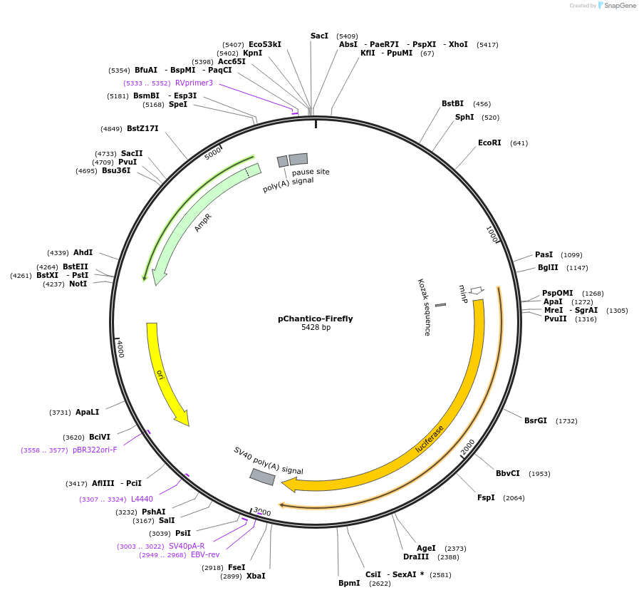 163901-plasmid-map-sequence-id-322408