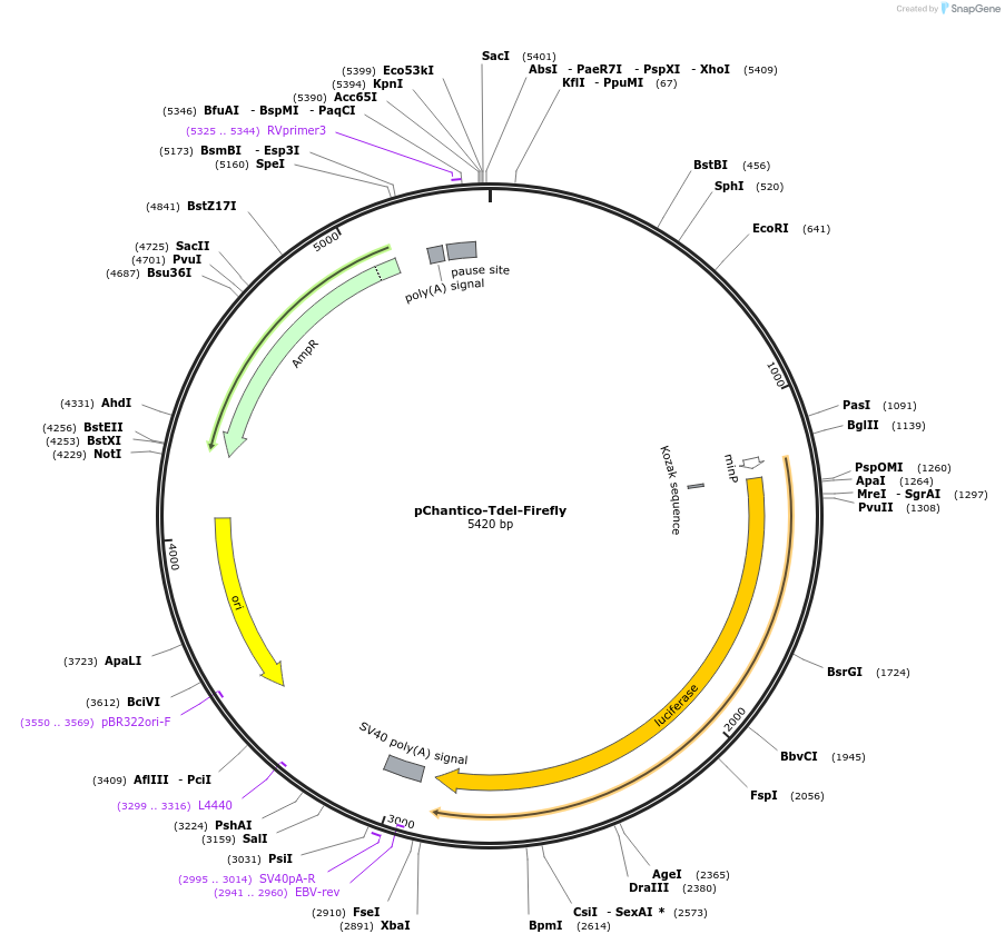 163902-plasmid-map-sequence-id-322409