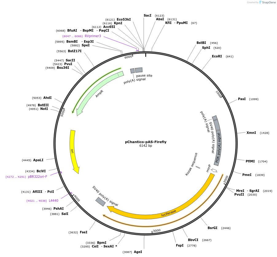 163903-plasmid-map-sequence-id-322410