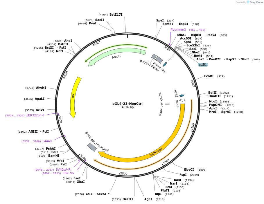 163904-plasmid-map-sequence-id-322415