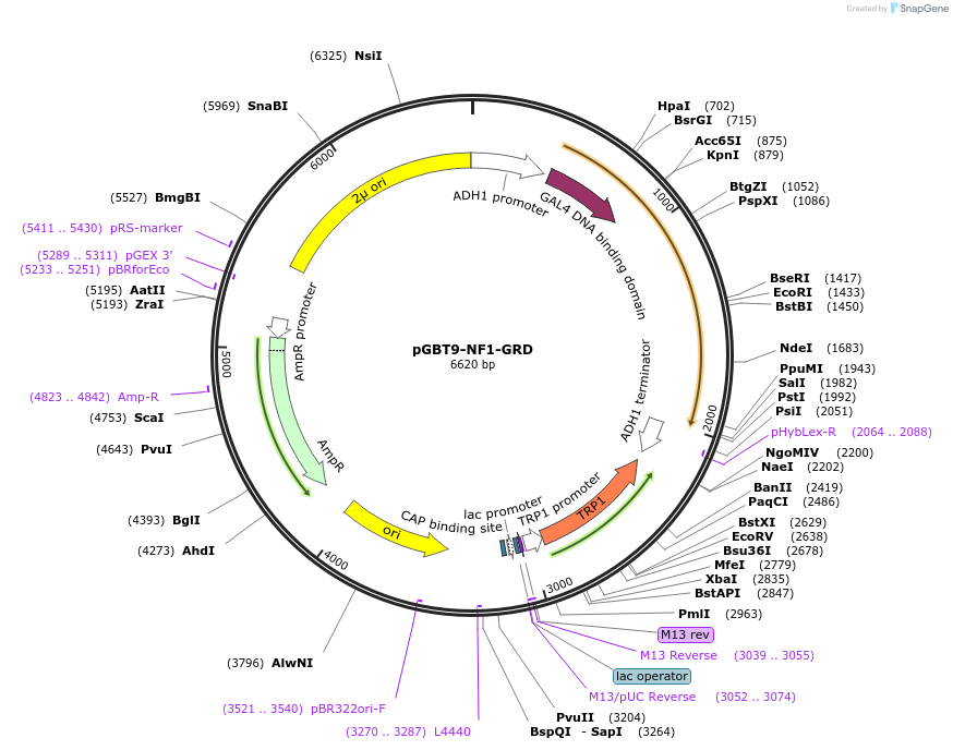 19993-plasmid-map-sequence-id-322427