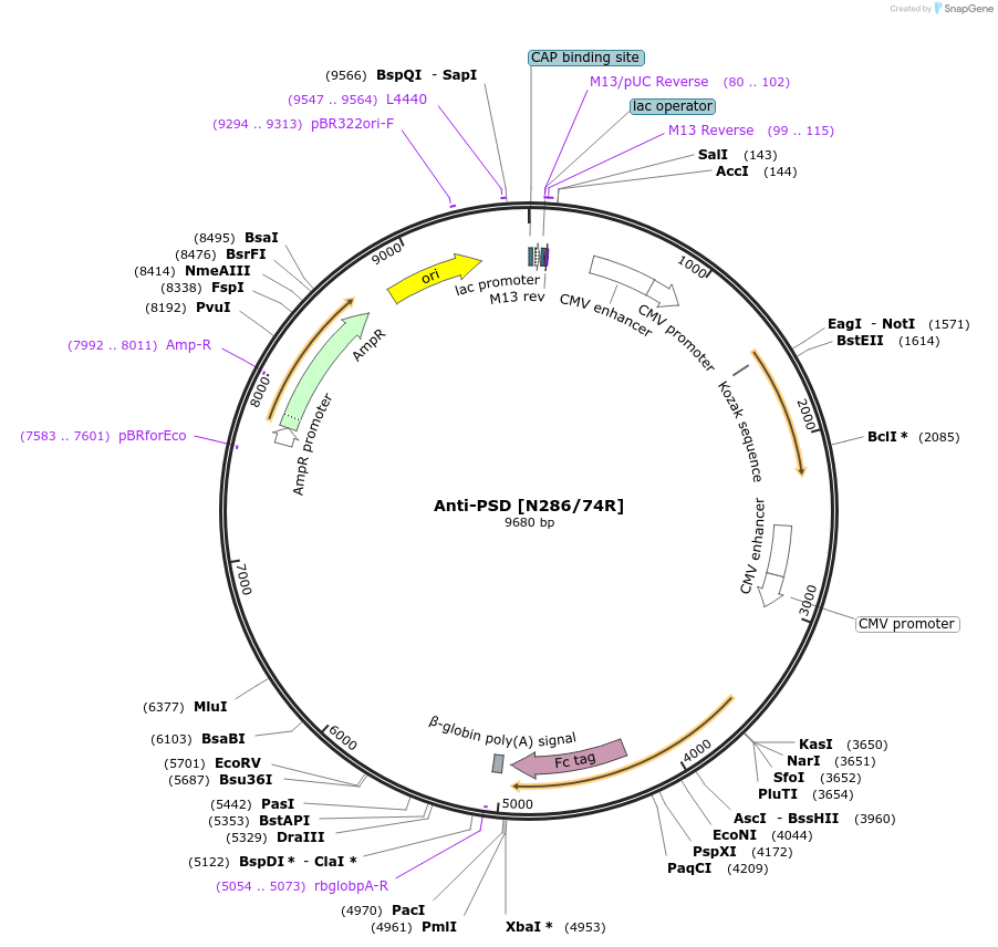 164159-plasmid-map-sequence-id-322434