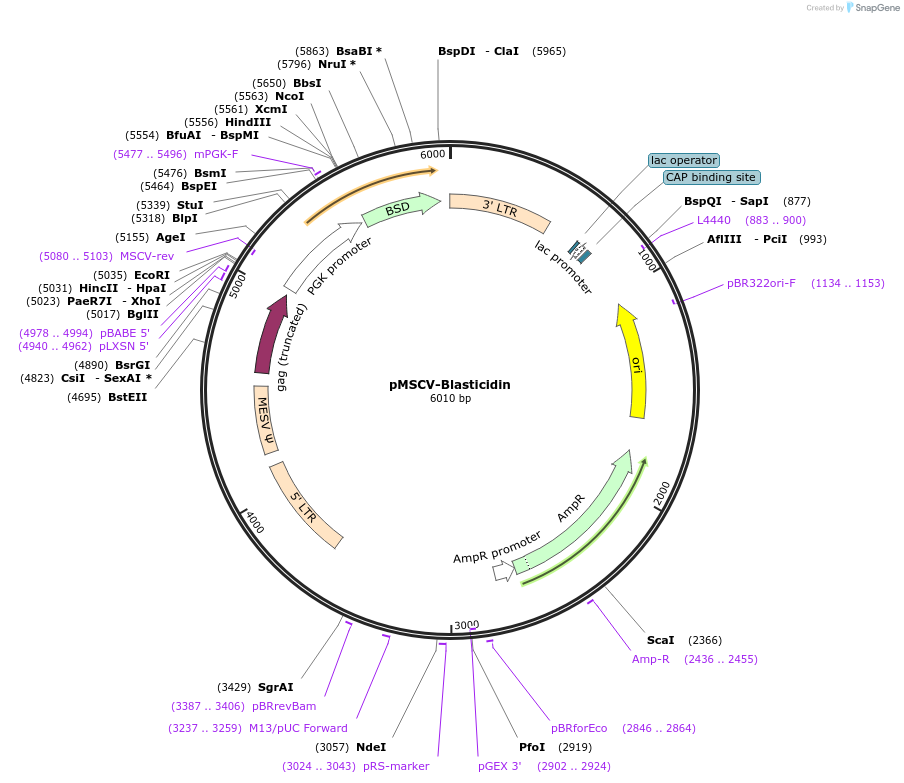 75085-plasmid-map-sequence-id-322437