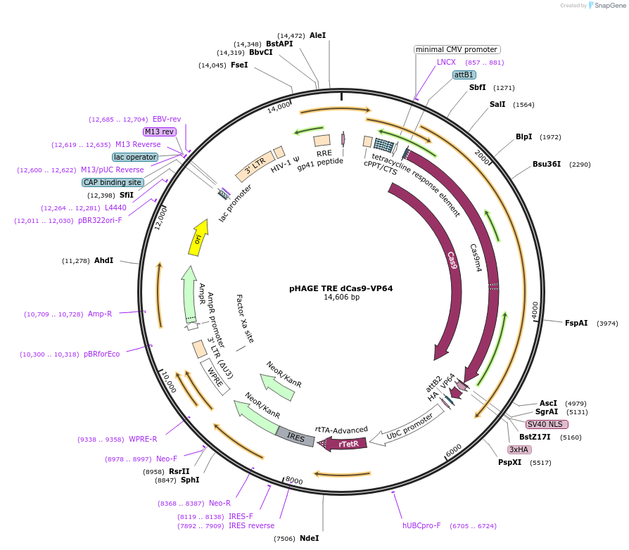 50916-plasmid-map-sequence-id-322440