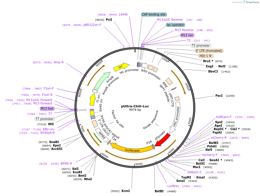 48688-plasmid-map-sequence-id-322464