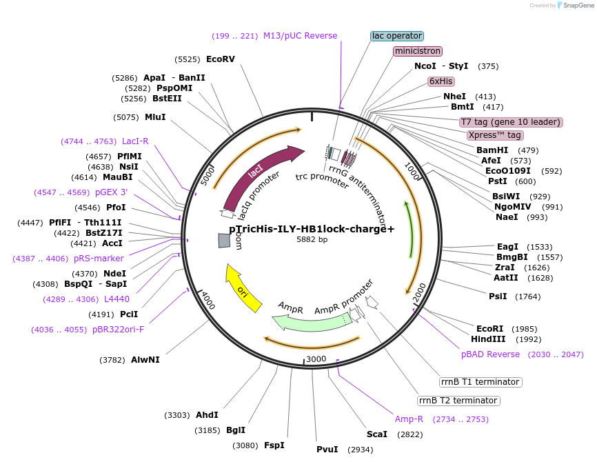 160524-plasmid-map-sequence-id-322465