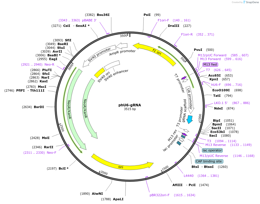 53188-plasmid-map-sequence-id-322481