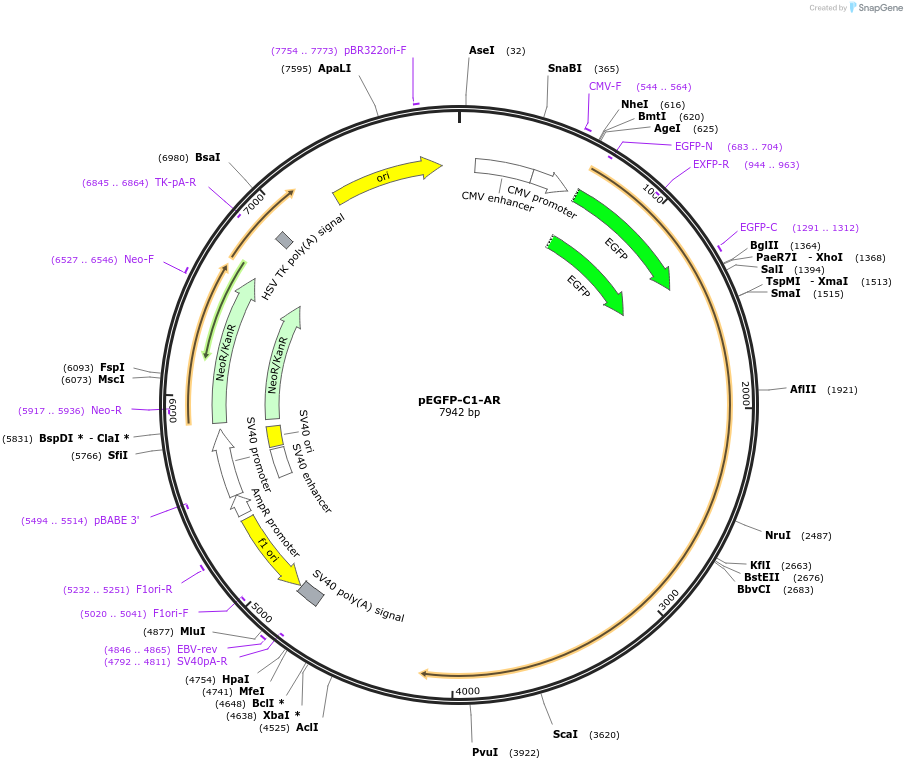 28235-plasmid-map-sequence-id-322482