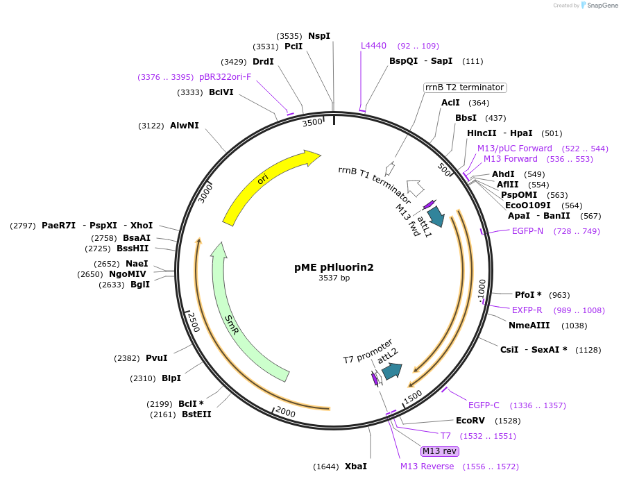 73794-plasmid-map-sequence-id-322490