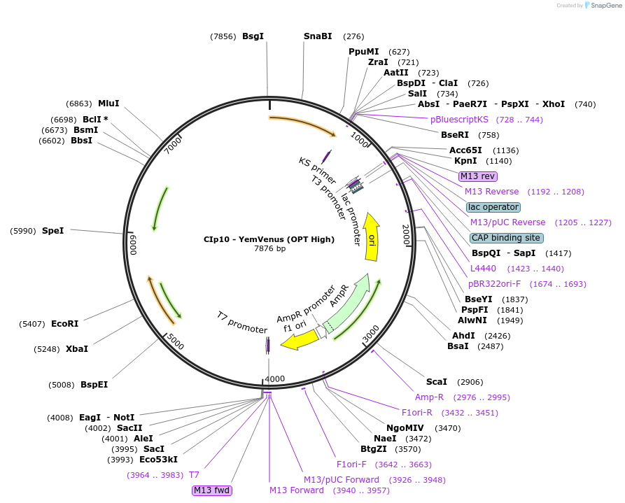 163122-plasmid-map-sequence-id-322495