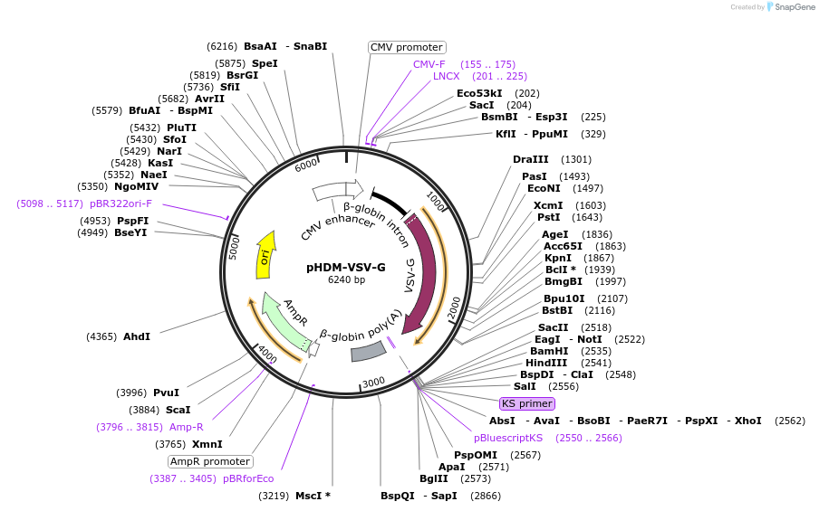 164440-plasmid-map-sequence-id-322509