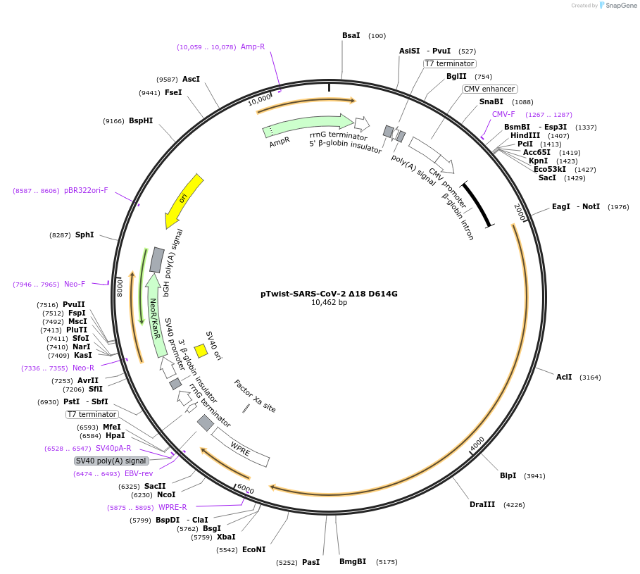 164437-plasmid-map-sequence-id-322510