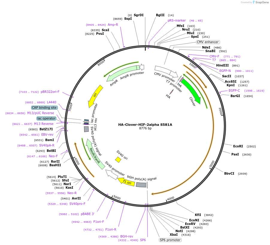 163376-plasmid-map-sequence-id-322516