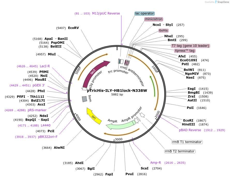 160527-plasmid-map-sequence-id-322525