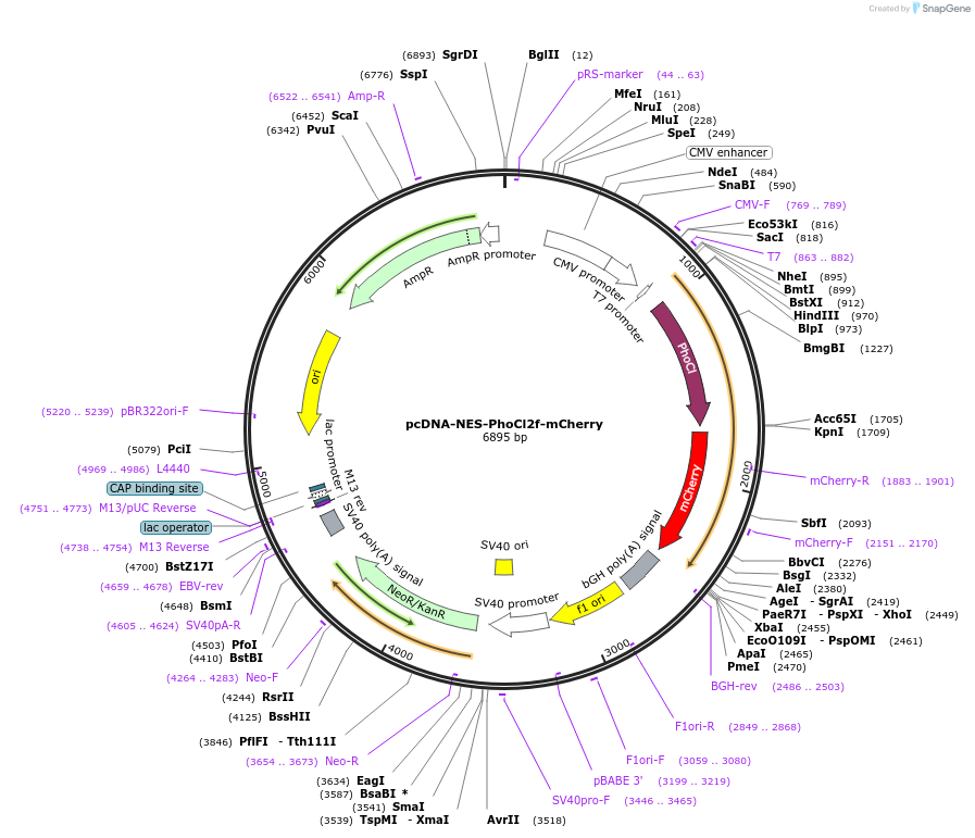 164048-plasmid-map-sequence-id-322532