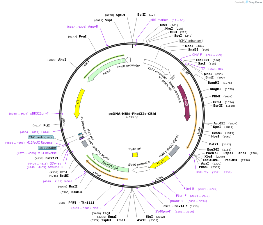 164051-plasmid-map-sequence-id-322538