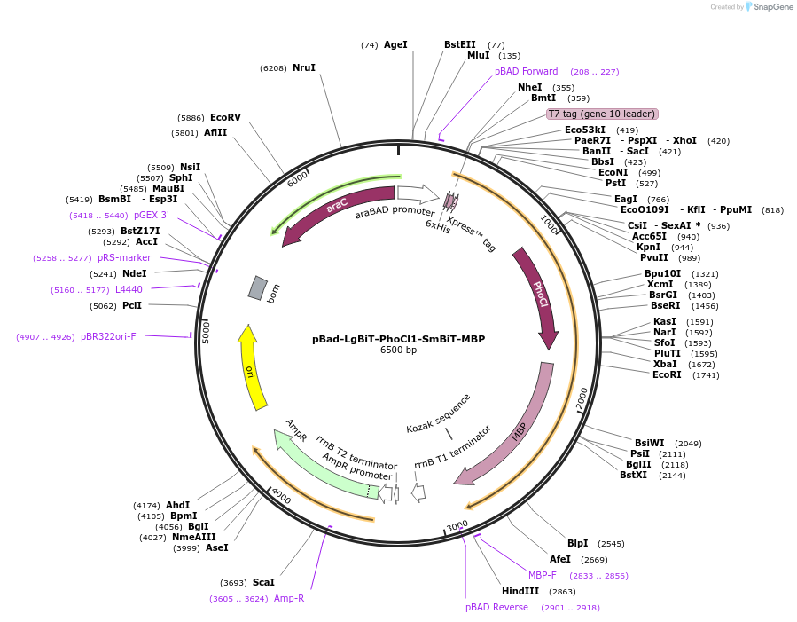 164034-plasmid-map-sequence-id-322541
