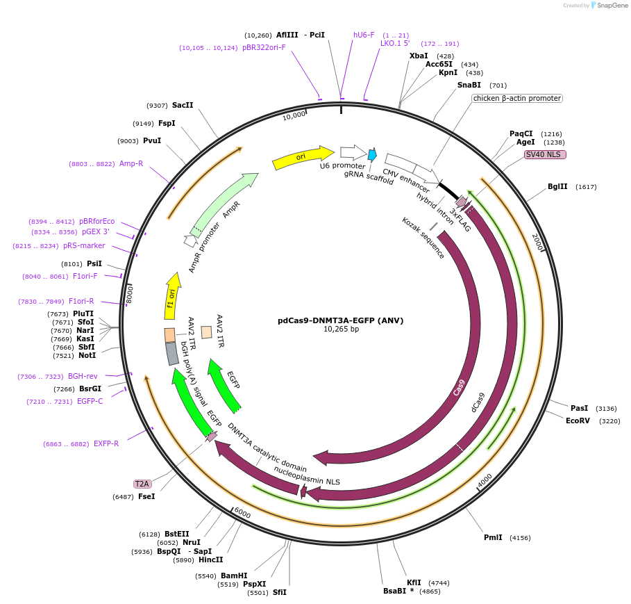 71685-plasmid-map-sequence-id-322543