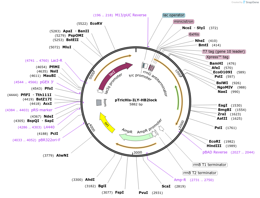 160530-plasmid-map-sequence-id-322544
