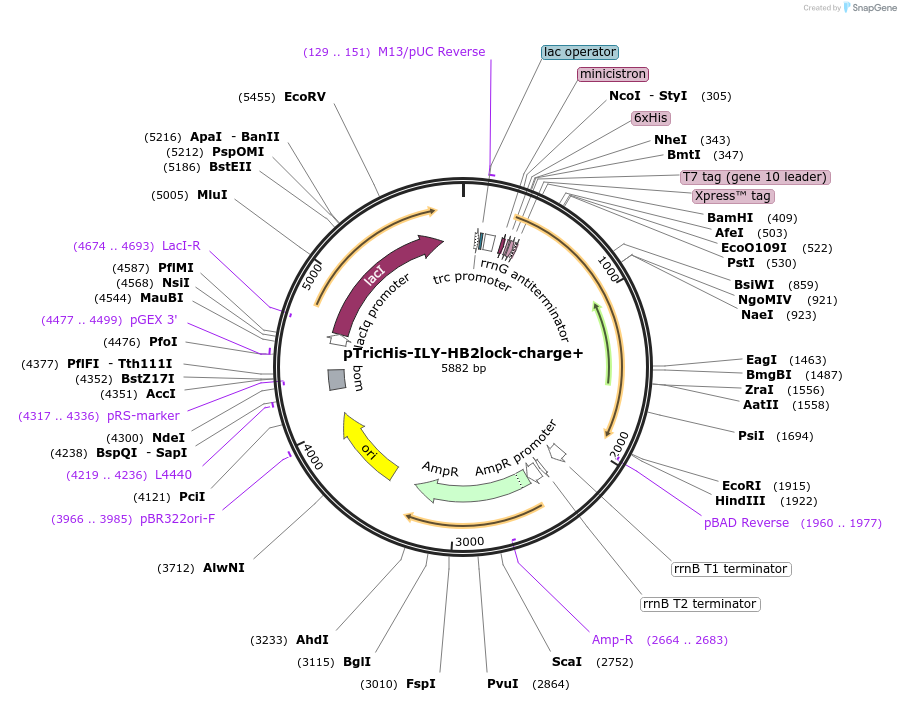 160531-plasmid-map-sequence-id-322545