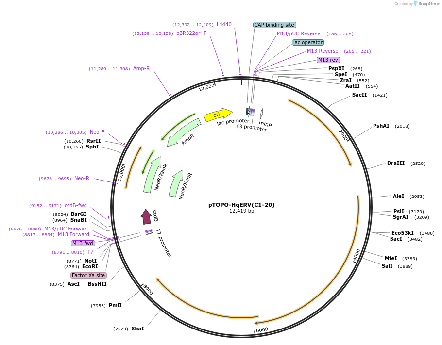 164090-plasmid-map-sequence-id-322548