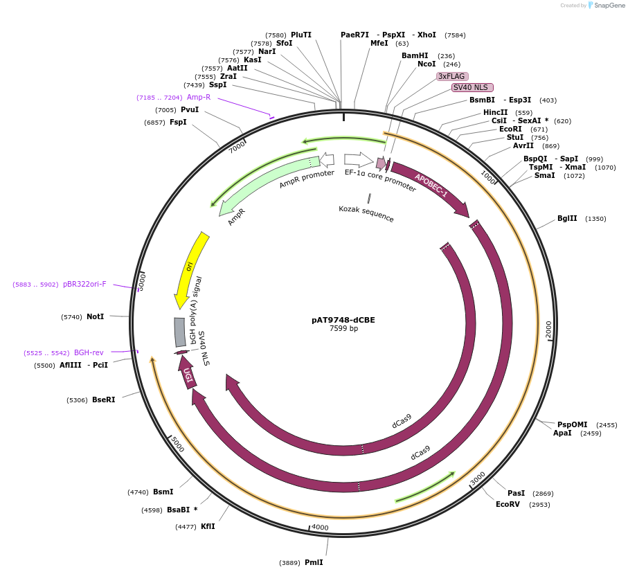 163008-plasmid-map-sequence-id-322549