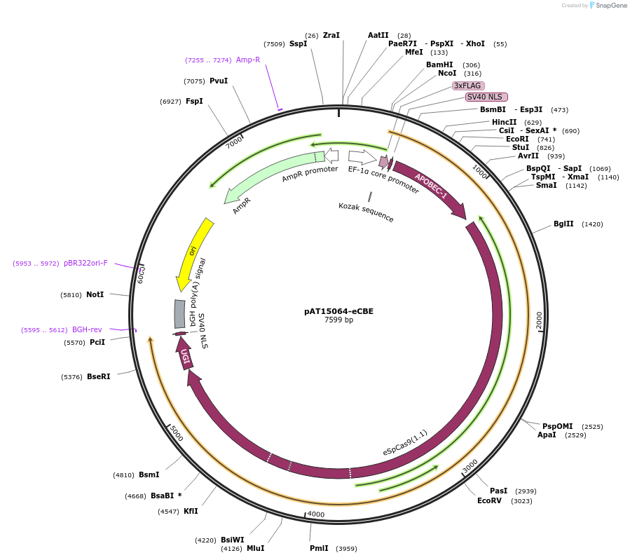 163009-plasmid-map-sequence-id-322567