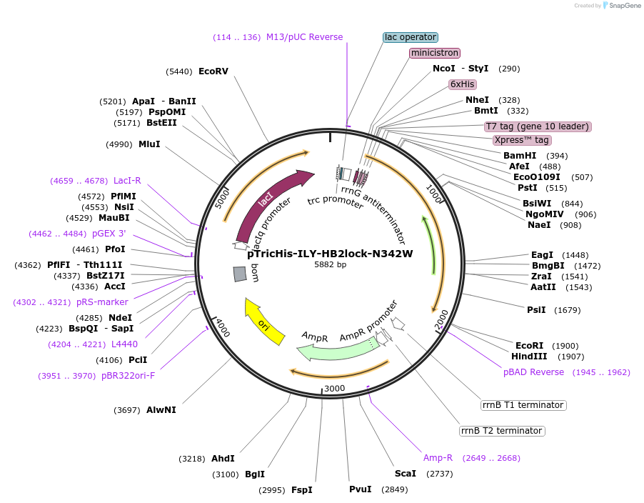 160536-plasmid-map-sequence-id-322569