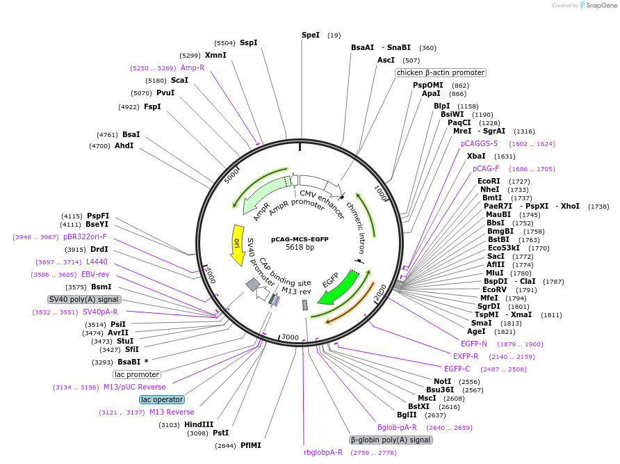 164092-plasmid-map-sequence-id-322571