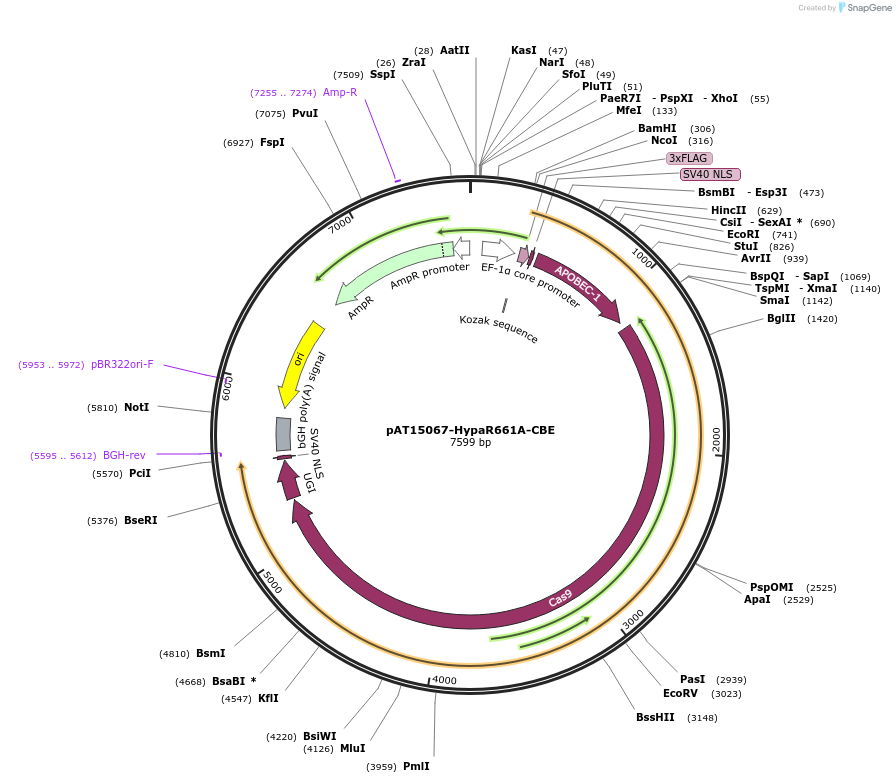 163012-plasmid-map-sequence-id-322574