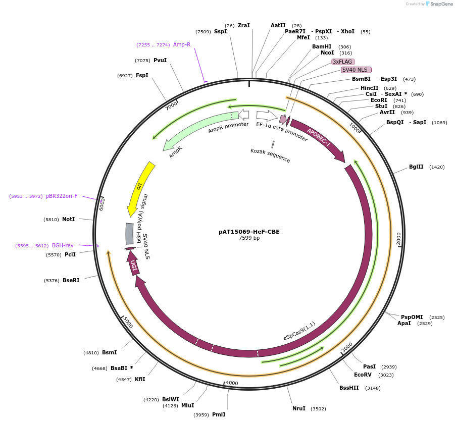 163014-plasmid-map-sequence-id-322576