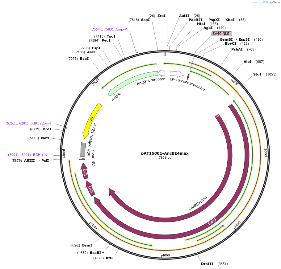 163016-plasmid-map-sequence-id-322578
