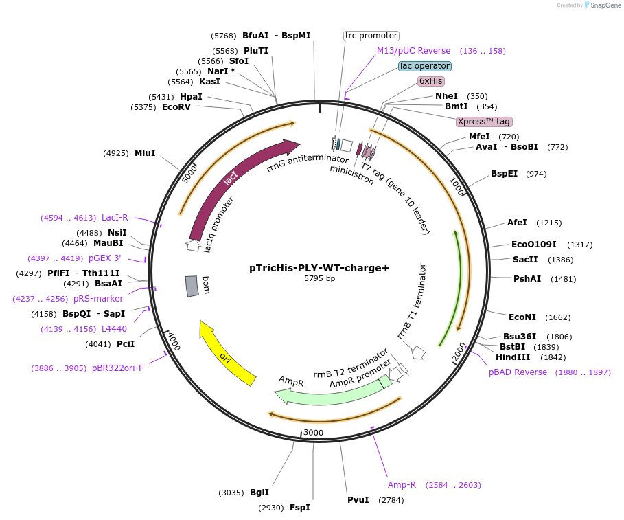 160538-plasmid-map-sequence-id-322579