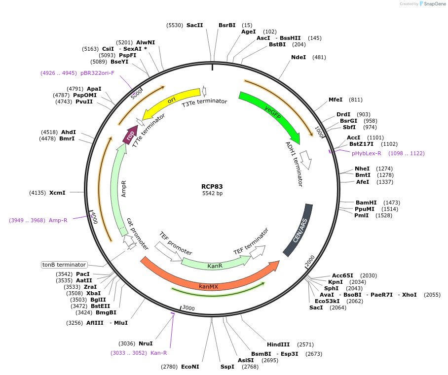 163466-plasmid-map-sequence-id-322582