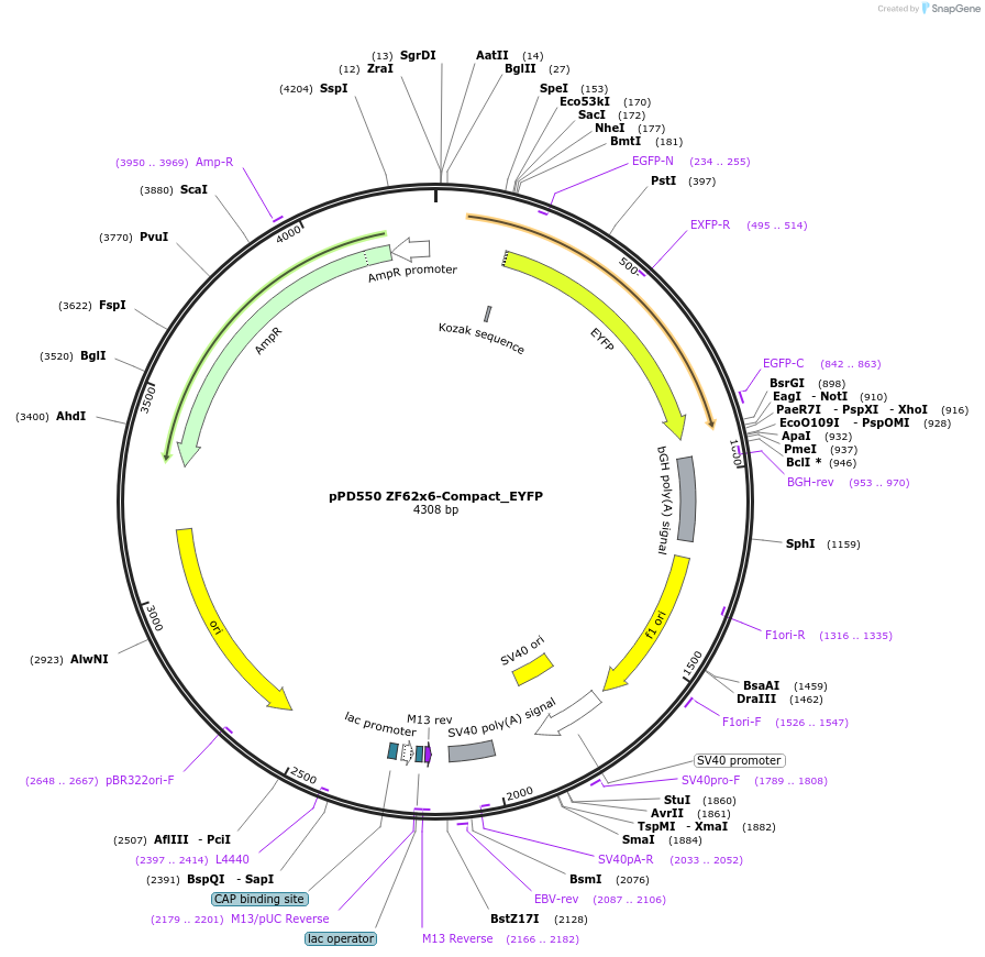 138864-plasmid-map-sequence-id-322585